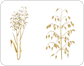 oats: panicle image