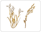 rice: panicle image