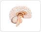 central nervous system image