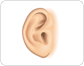 auricle image