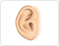 auricle