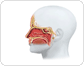 nasal fossae image