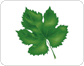 grape leaf