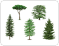 examples of conifers image
