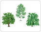 examples of broadleaved trees image