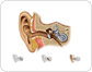 structure of the ear image