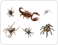 examples of arachnids