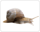 morphology of a snail image