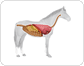 Anatomie eines Pferdes Bild