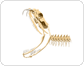 skeleton of a venomous snake: head image