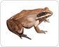 morphology of a frog image