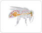 anatomy of a honeybee image