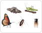 examples of insects