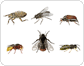 Beispiele f��r Insekten