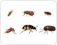 Beispiele für Insekten