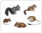 examples of rodents image