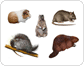 examples of rodents