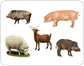 examples of ungulate mammals