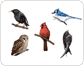 examples of birds