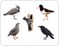 unterschiedliche Vogeltypen