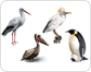 examples of birds