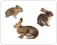 examples of lagomorphs