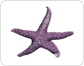 morphology of a starfish image