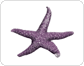 morphology of a starfish