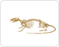 skeleton of a rat image