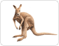 morphology of a kangaroo image