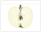 Apfel im Querschnitt Bild
