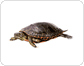 morphology of a turtle