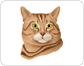 cat’s head image