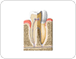 cross section of a molar