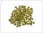 lentils image