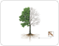 Aufbau eines Baumes Bild