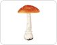 poisonous mushroom image