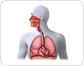 respiratory system image