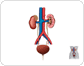 urinary system