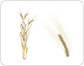 barley image