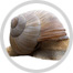 snail image