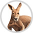 kangaroo image