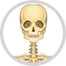 skeleton image