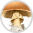 Pilz Bild