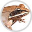 frog image