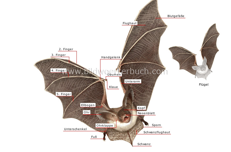 äußere Merkmale einer Fledermaus Bild