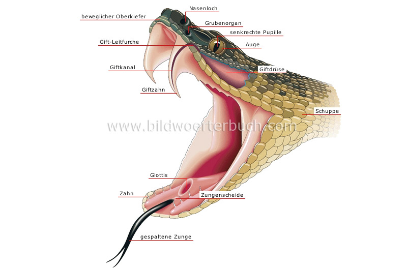 morphology of a venomous snake: head image