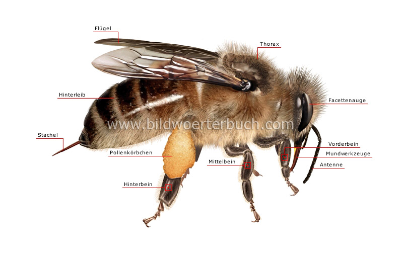 äußere Merkmale einer Honigbiene: Arbeiterin Bild