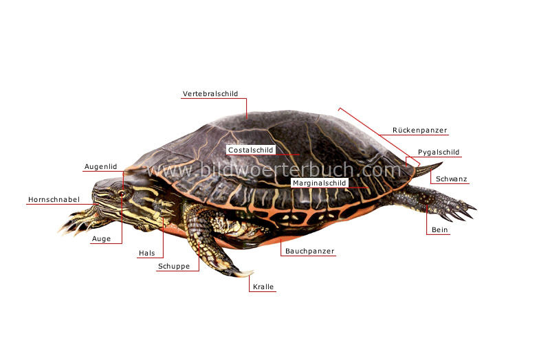 äußere Merkmale einer Schildkröte Bild