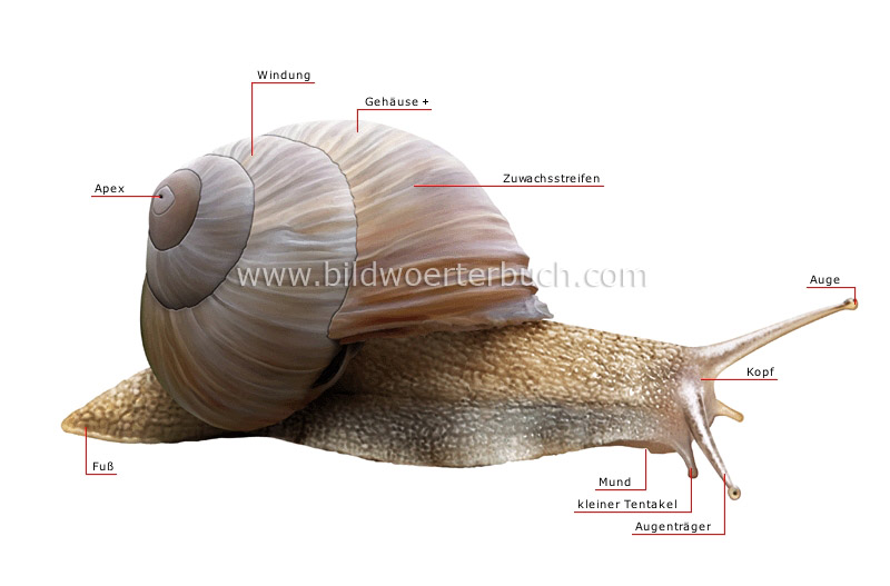 morphology of a snail image